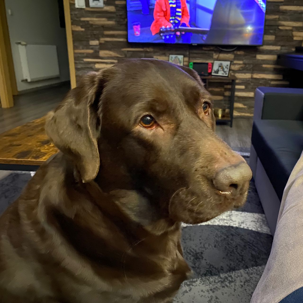 Soutěžní fotografie - Leia,  Labradorský retriever