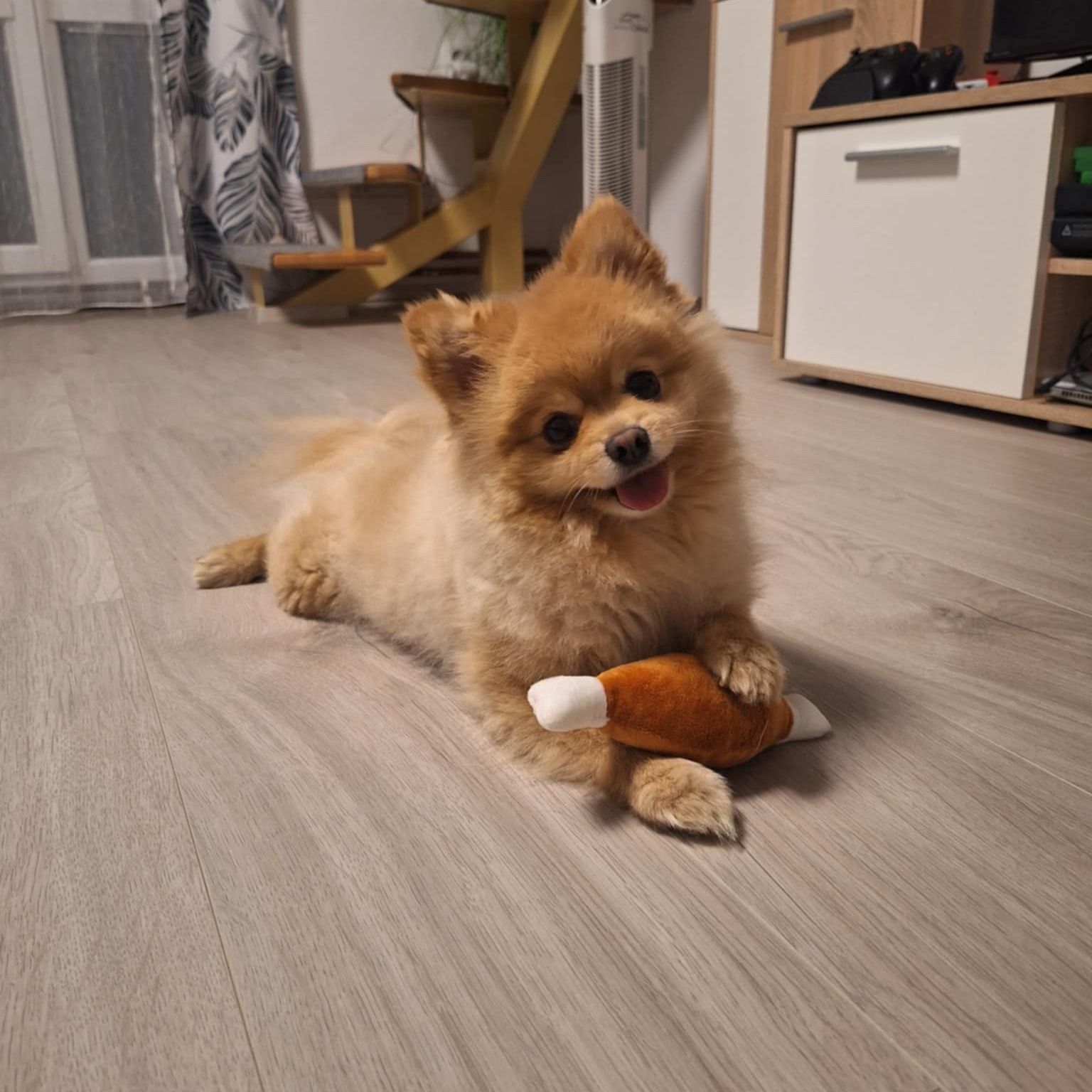Soutěžní fotografie - Max,  Německý špic trpasličí