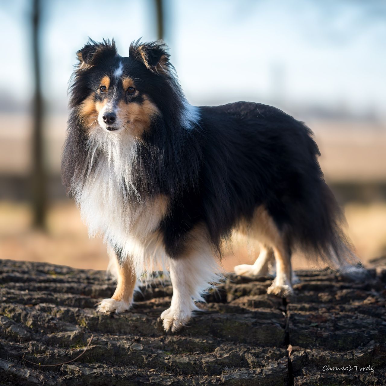 Soutěžní fotografie - DAKI - Double King Chancy Remus,  Sheltie