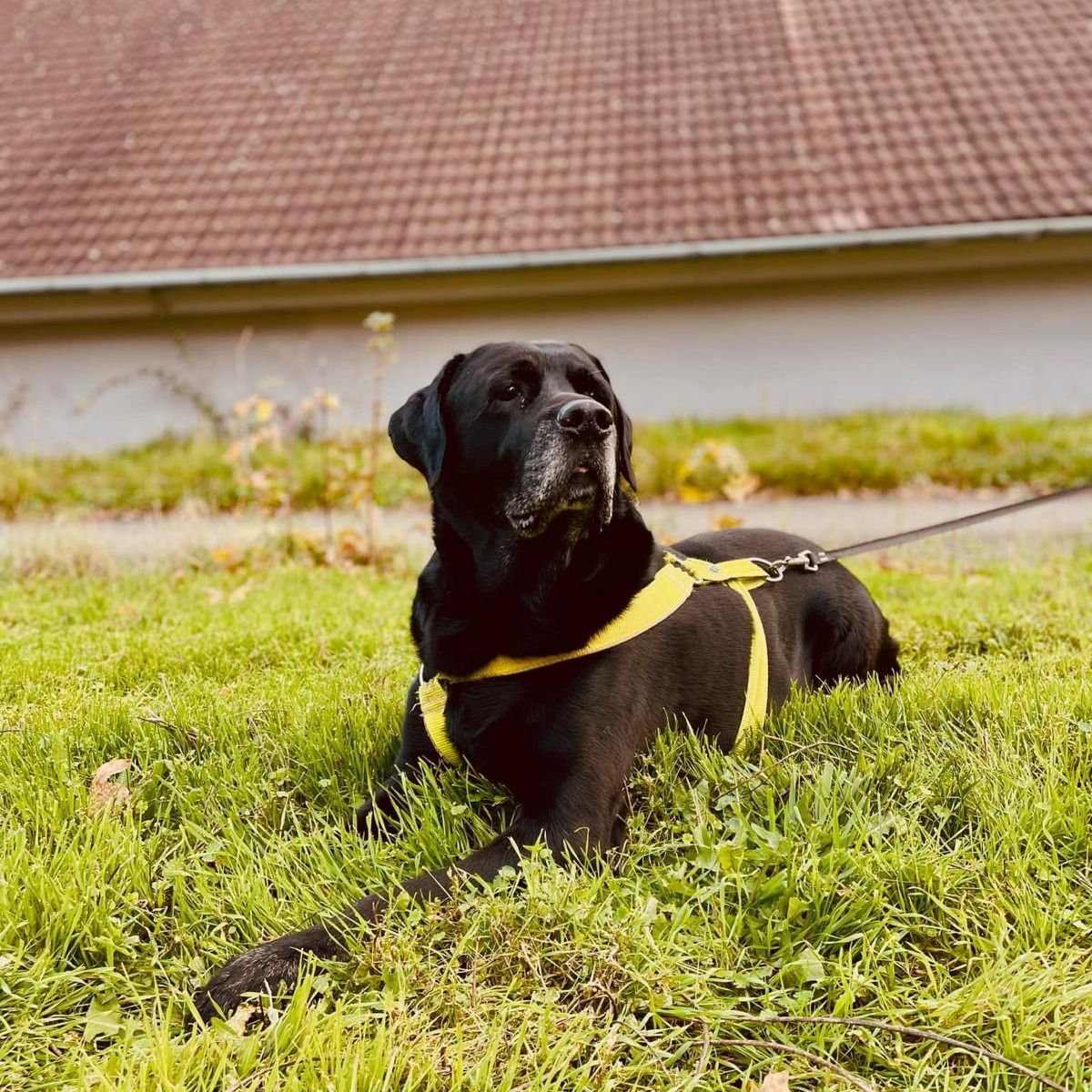Soutěžní fotografie - Barny,  Labradorský retriever