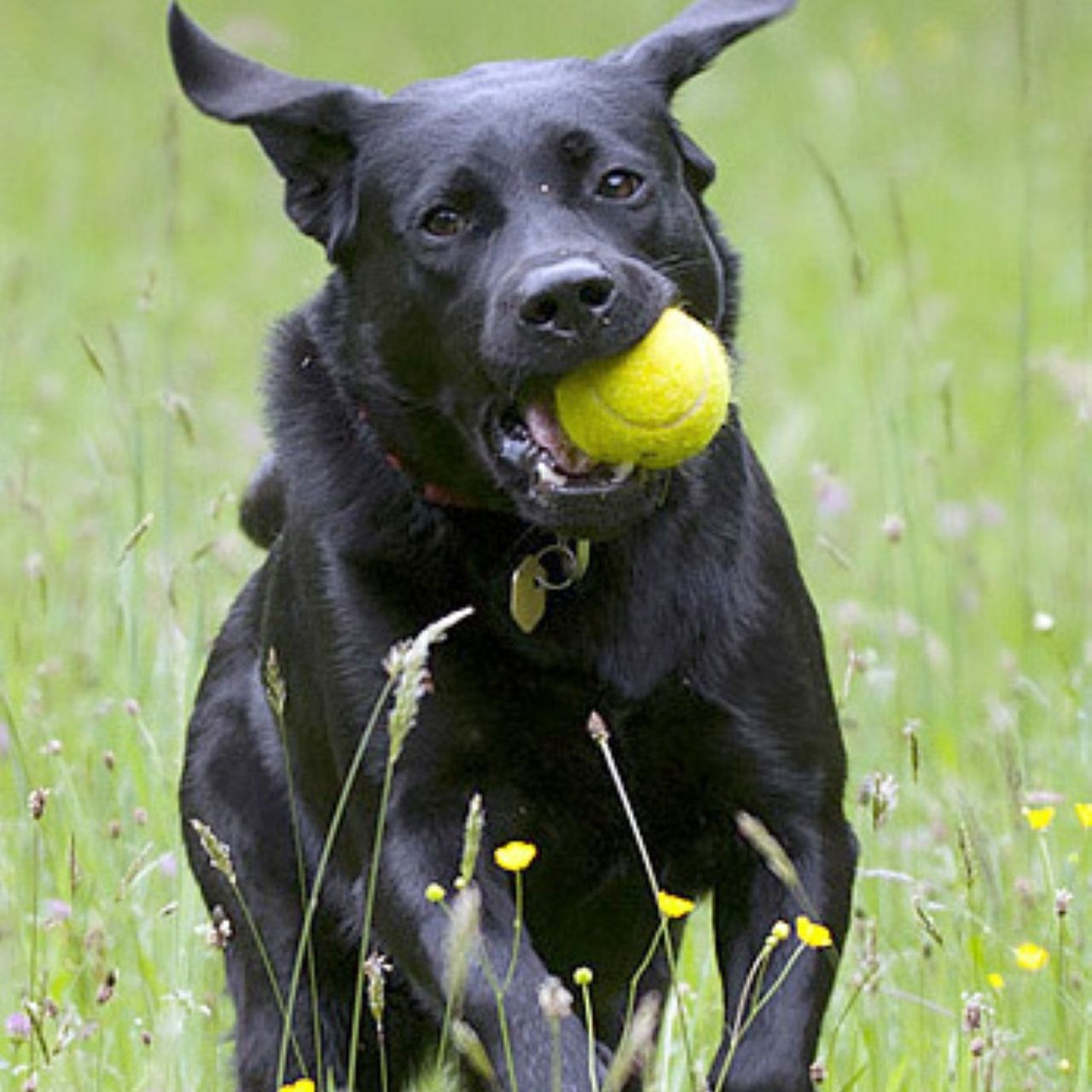 Soutěžní fotografie - Corina,  Labradorský retriever