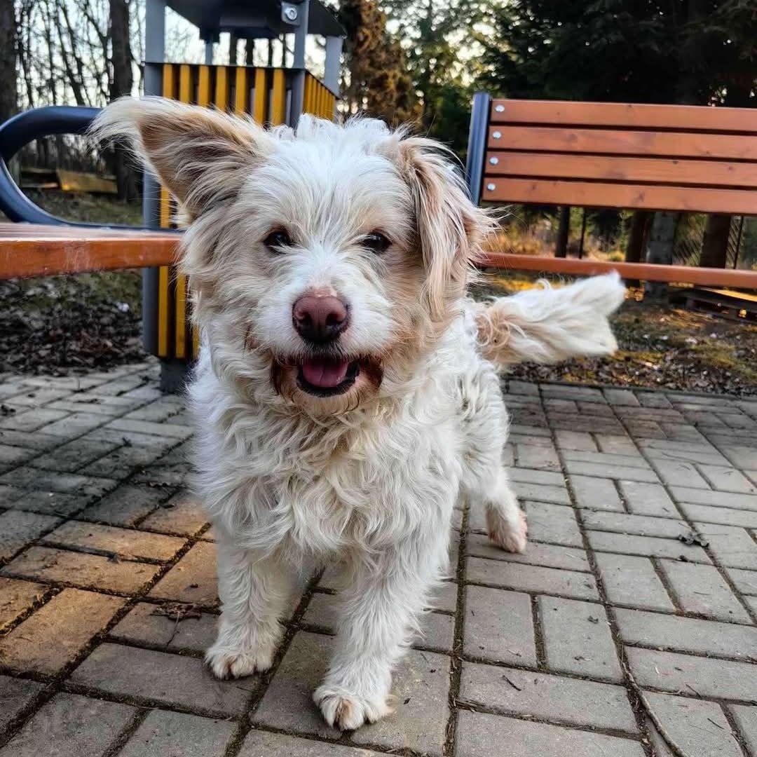 Soutěžní fotografie - Benji,  Ostatní
