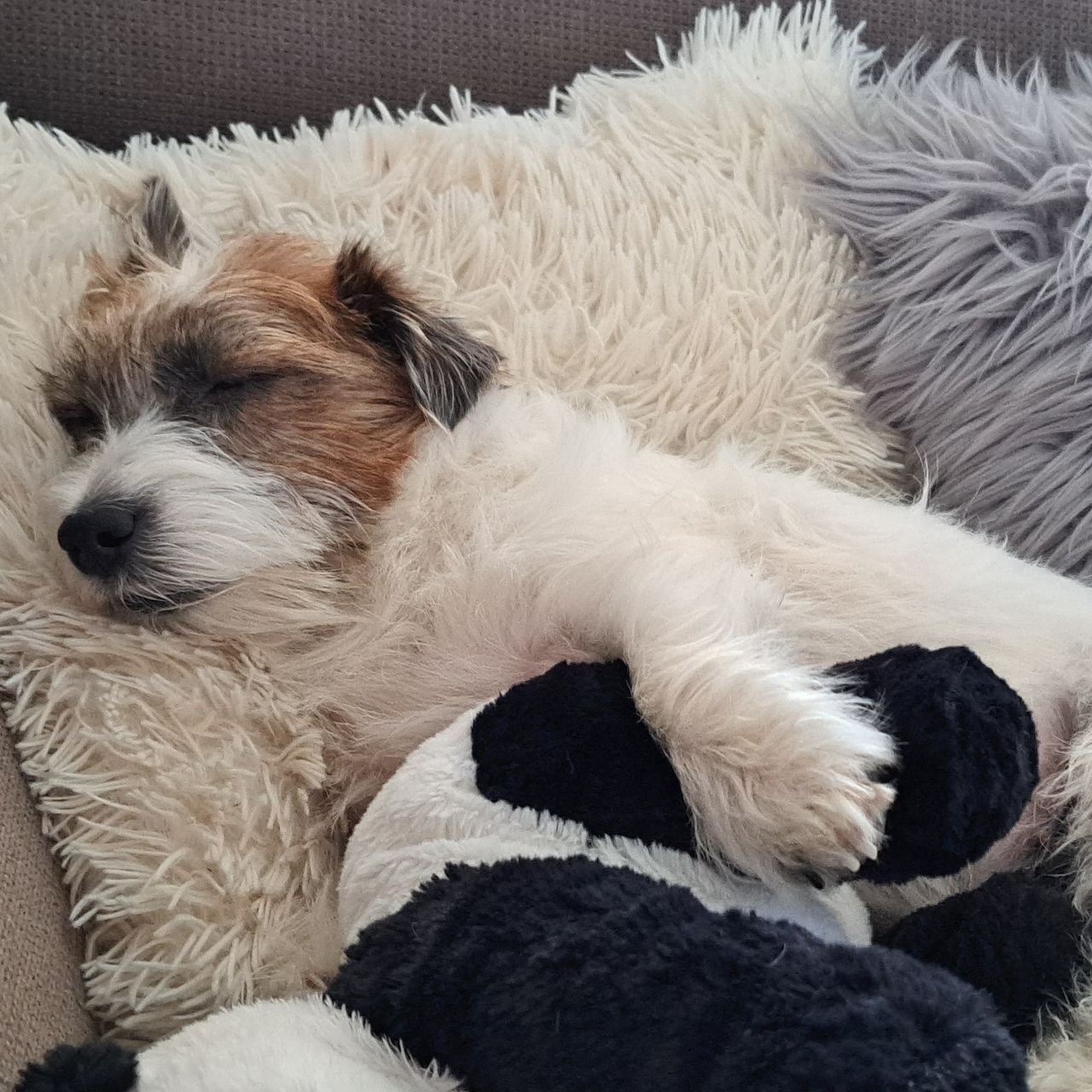 Soutěžní fotografie - MATYLDA,  Jack Russell Teriér