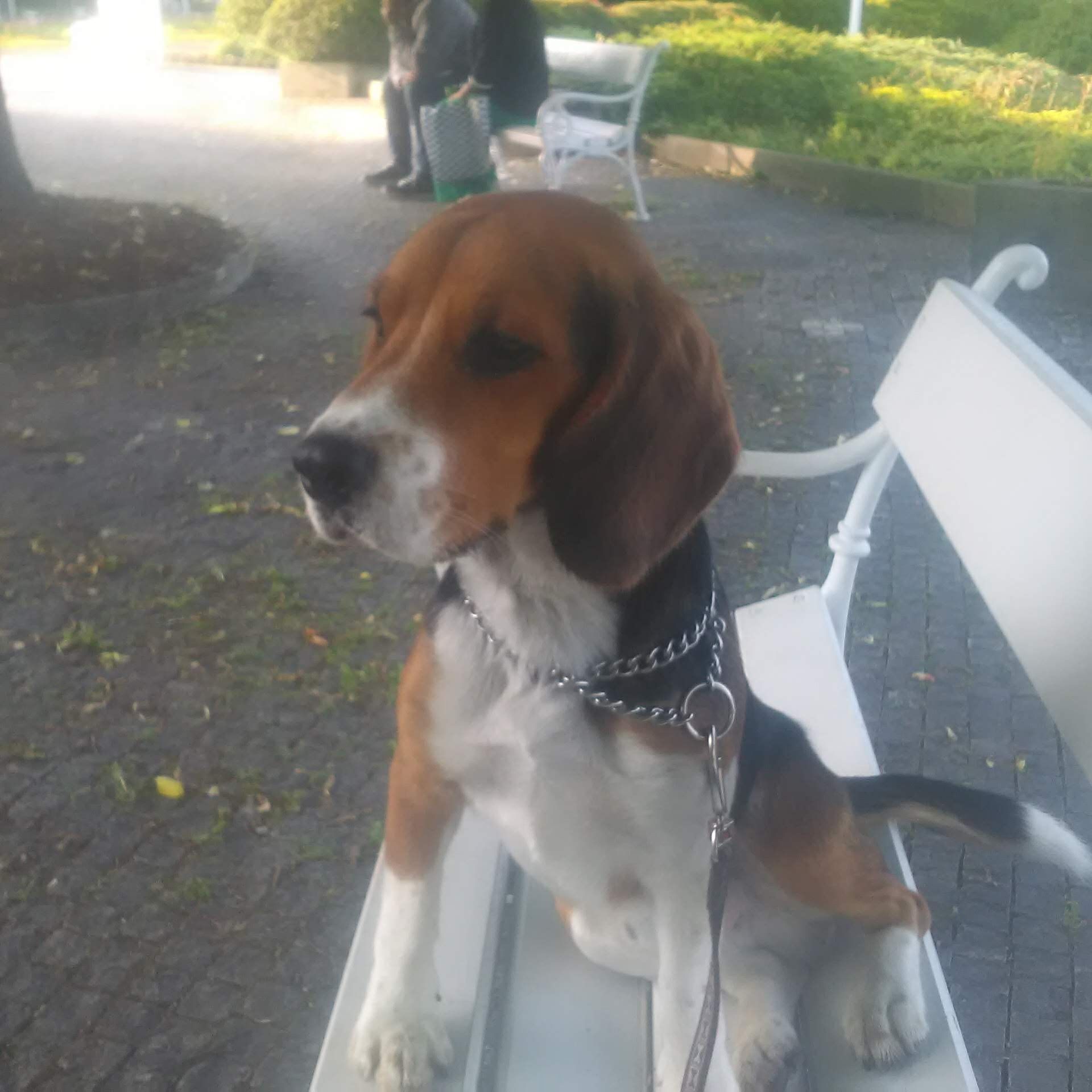 Soutěžní fotografie - REX,  Beagle