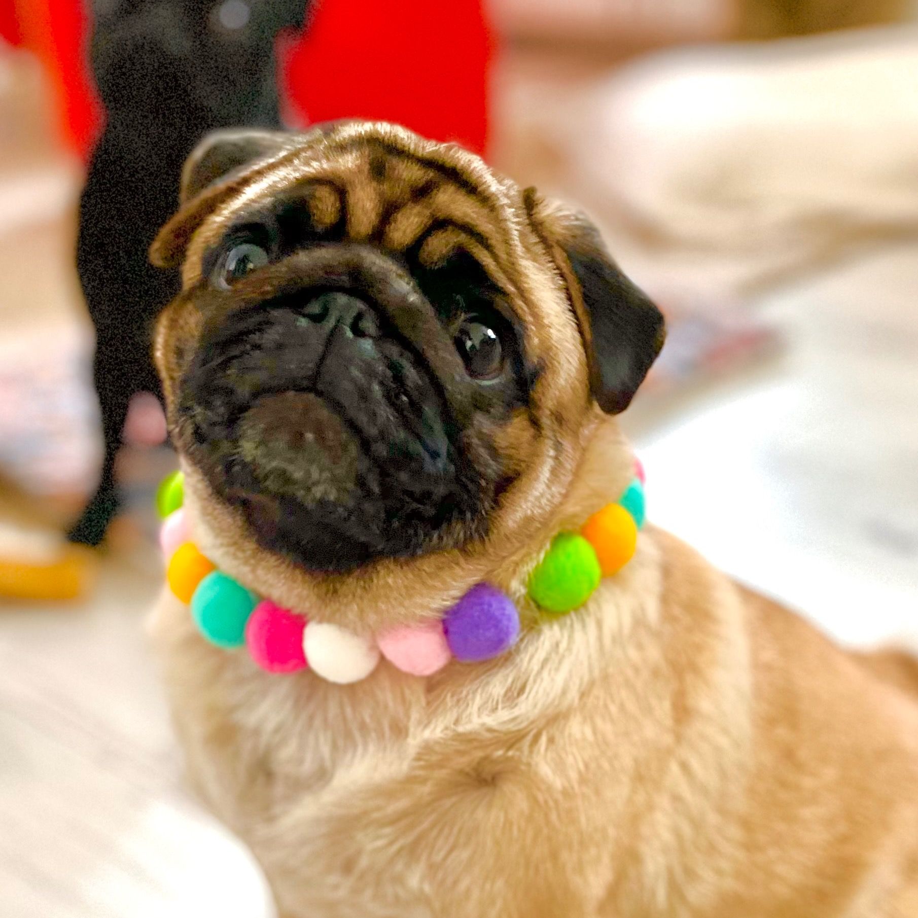 Soutěžní fotografie - Caramellka,  Mops