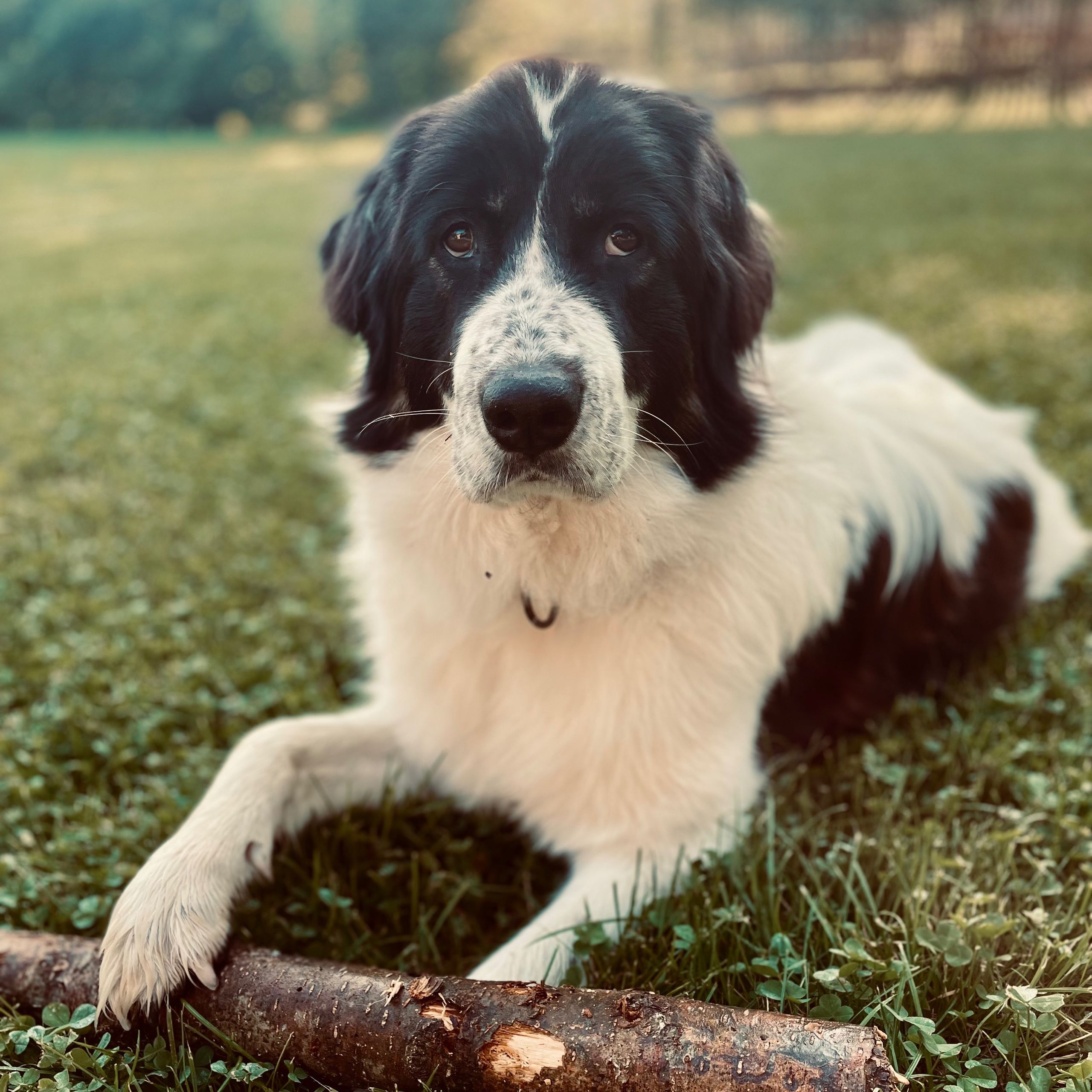 Soutěžní fotografie - Bailey,  Ostatní