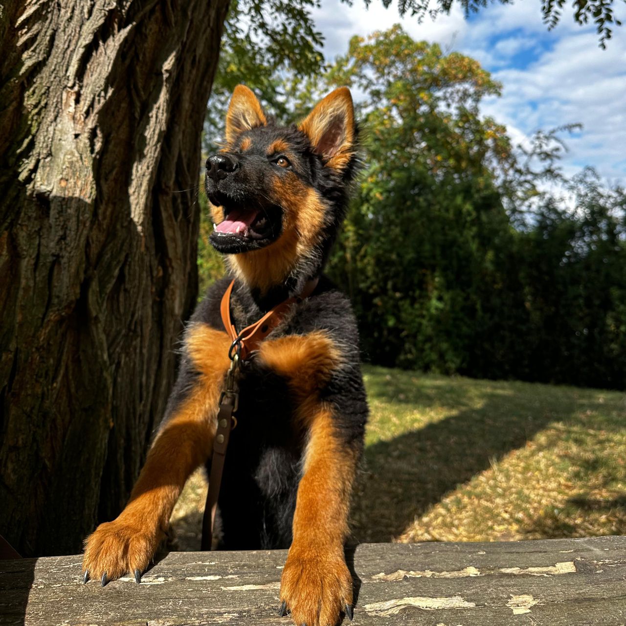 Soutěžní fotografie - Aksel,  Chodský pes