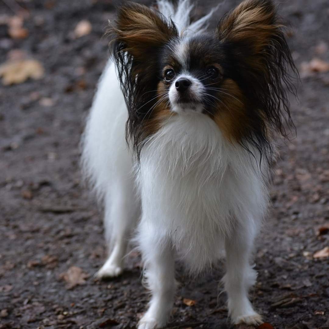 Soutěžní fotografie - Iness,  Papillon