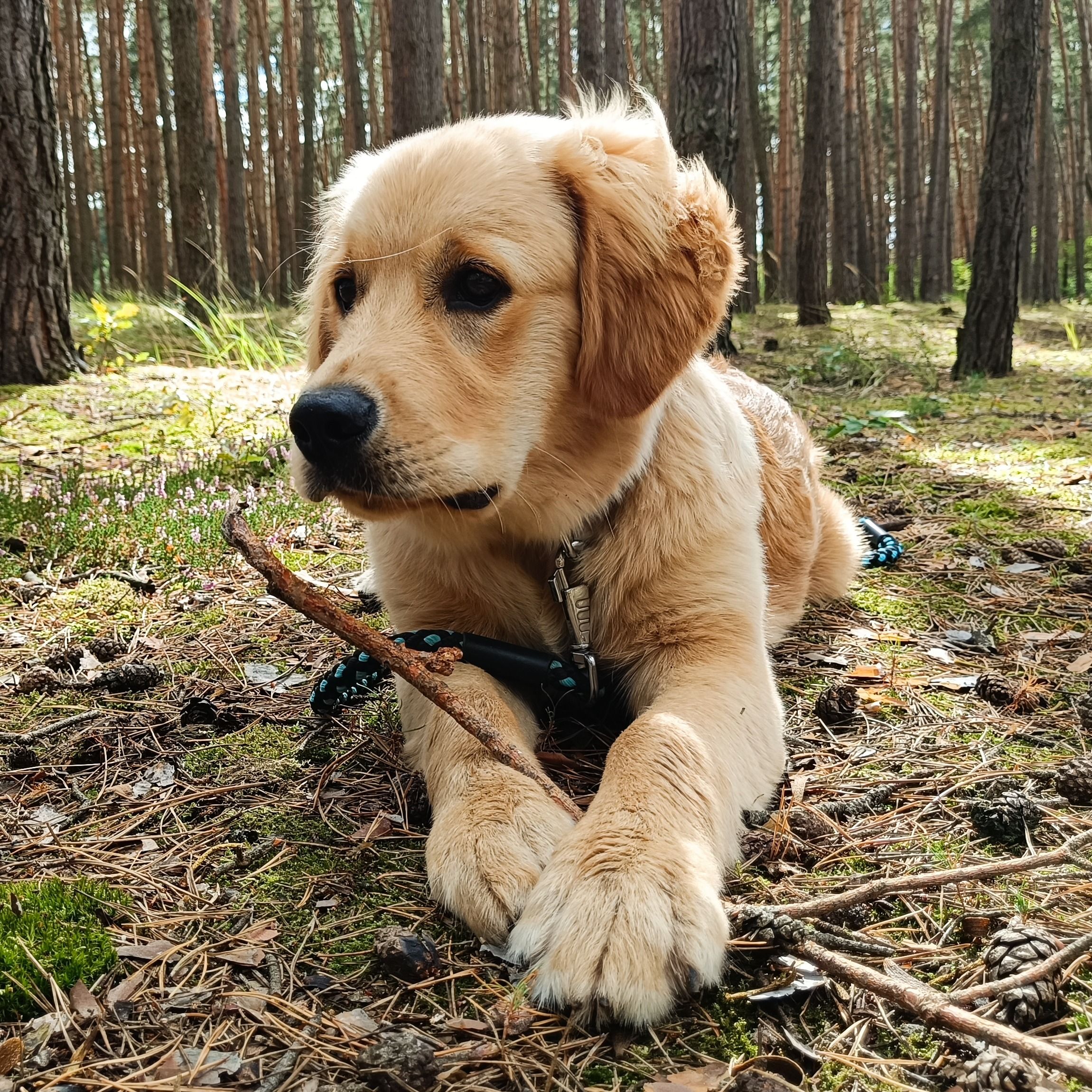 Soutěžní fotografie - Samuel,  Zlatý retriever