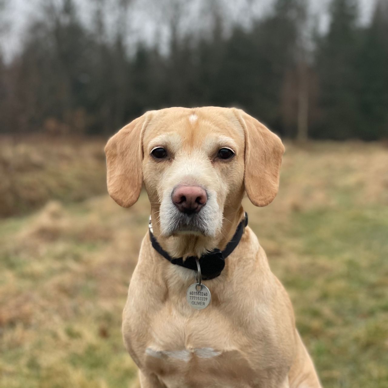 Soutěžní fotografie - Oliver,  Ostatní