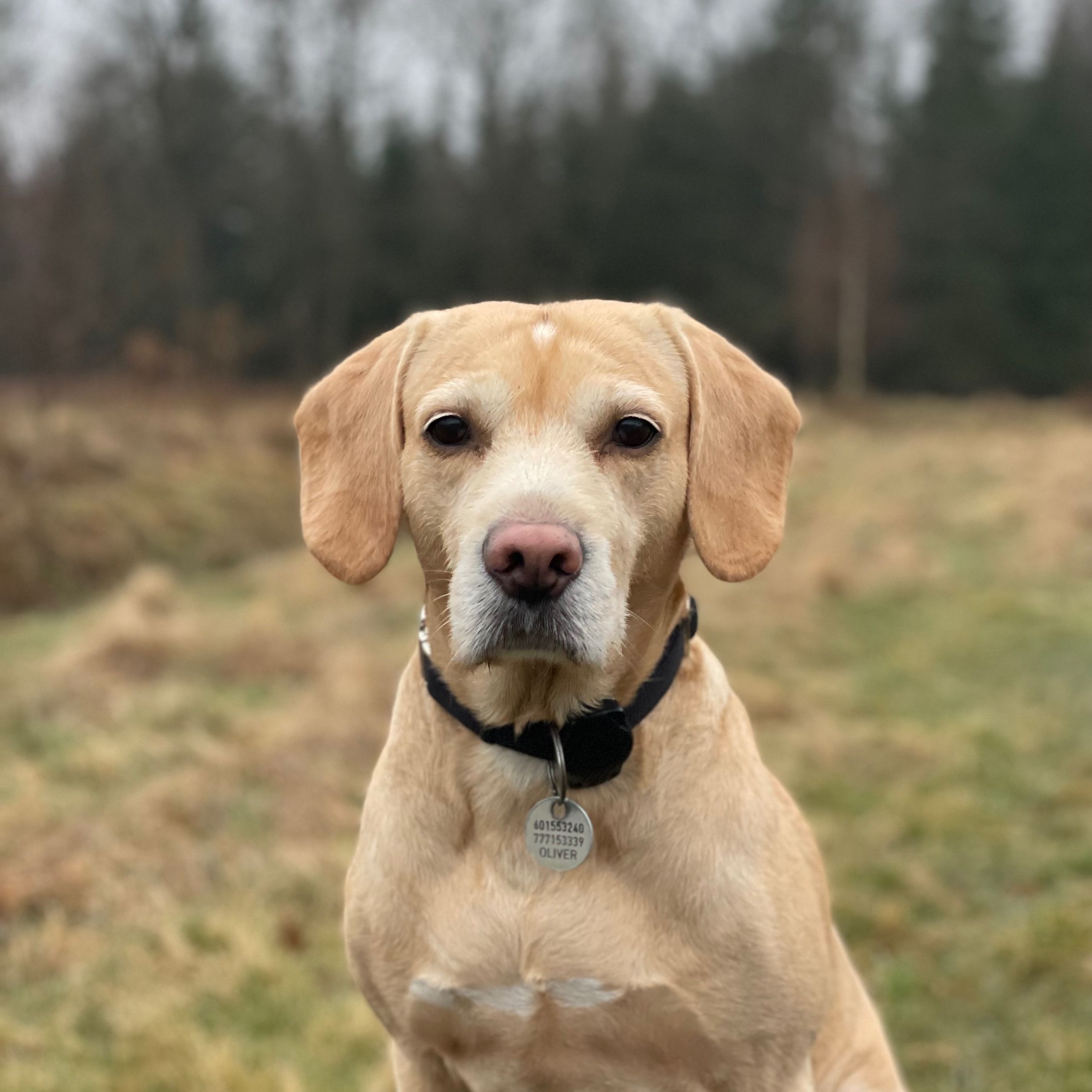 Soutěžní fotografie - Oliver,  Ostatní