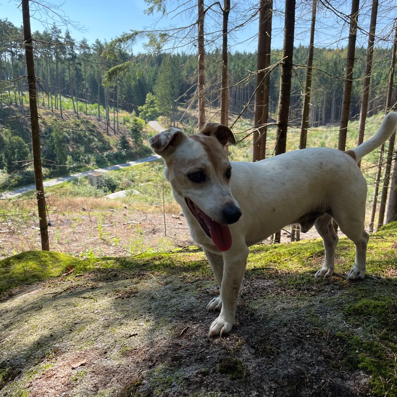 Soutěžní fotografie - Spyke,  Jack Russell Teriér