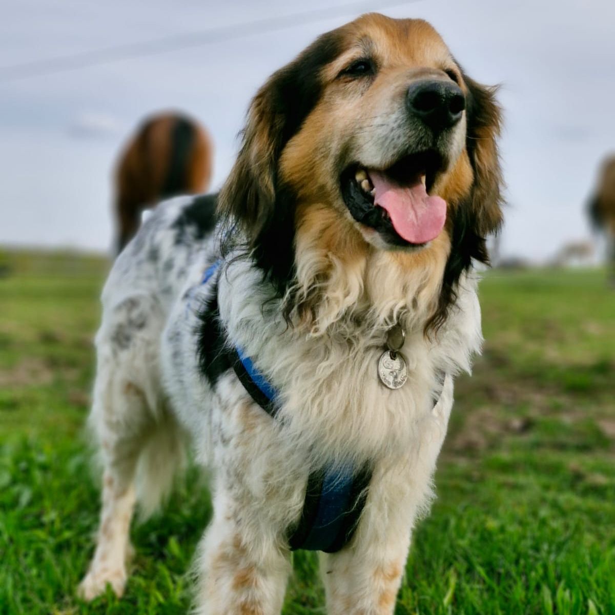 Soutěžní fotografie - Lucky,  Ostatní