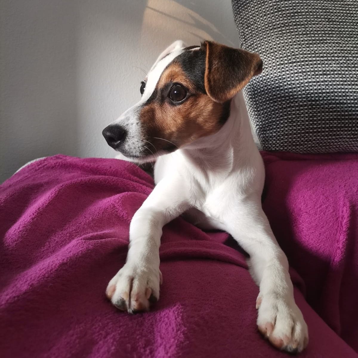 Soutěžní fotografie - Bella,  Jack Russell Teriér