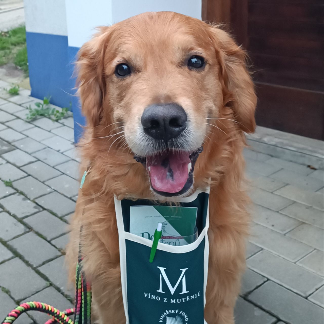 Soutěžní fotografie - Milo,  Zlatý retriever