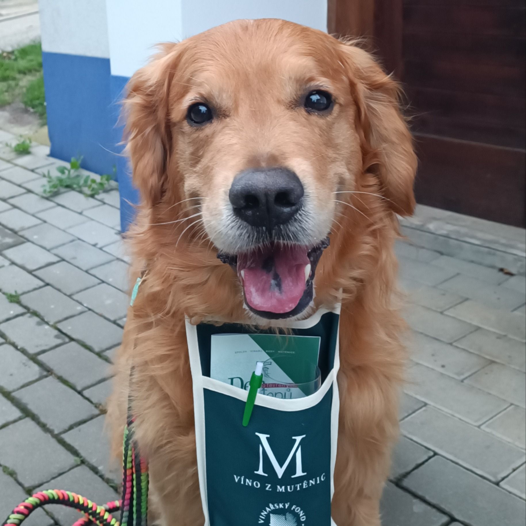 Soutěžní fotografie - Milo,  Zlatý retriever