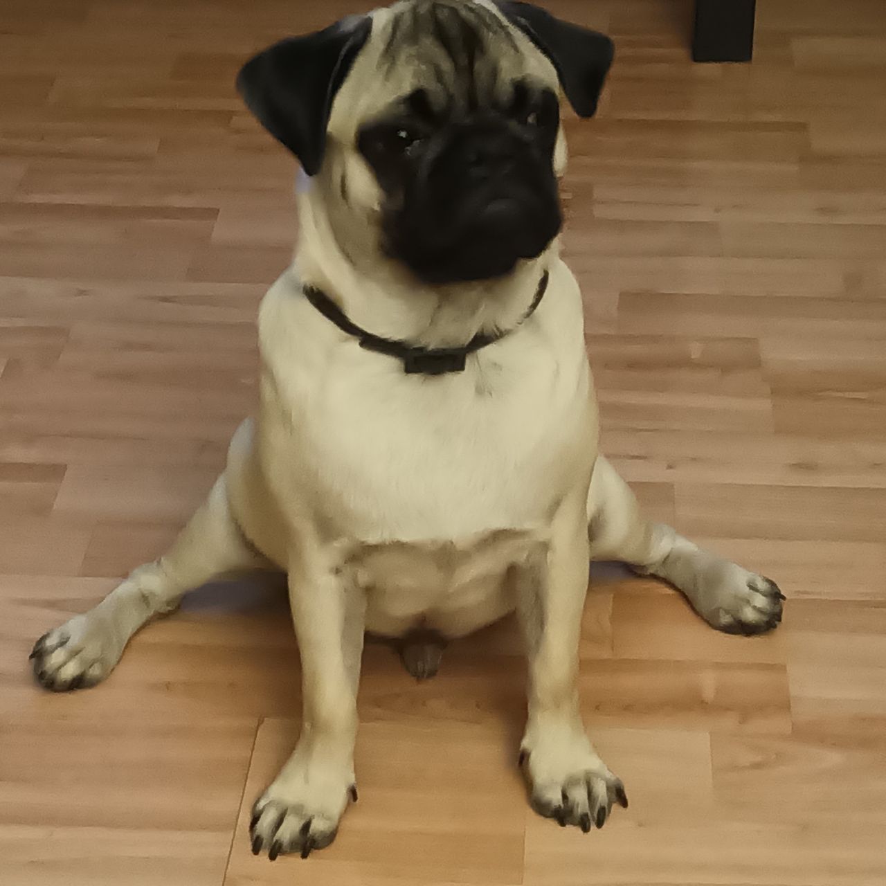 Soutěžní fotografie - Arty,  Mops
