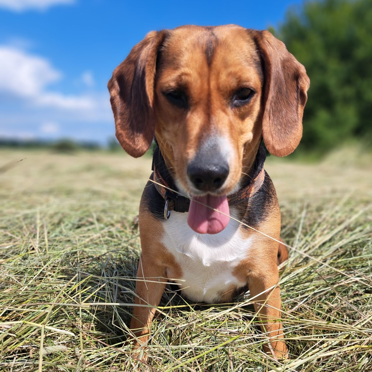 Soutěžní fotografie - Nela,  Beagle