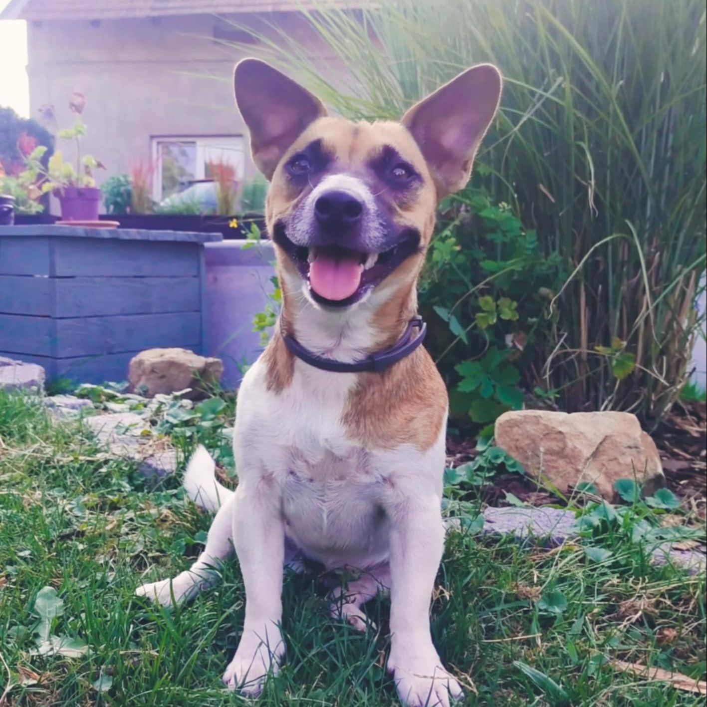 Soutěžní fotografie - Sára,  Jack Russell Teriér