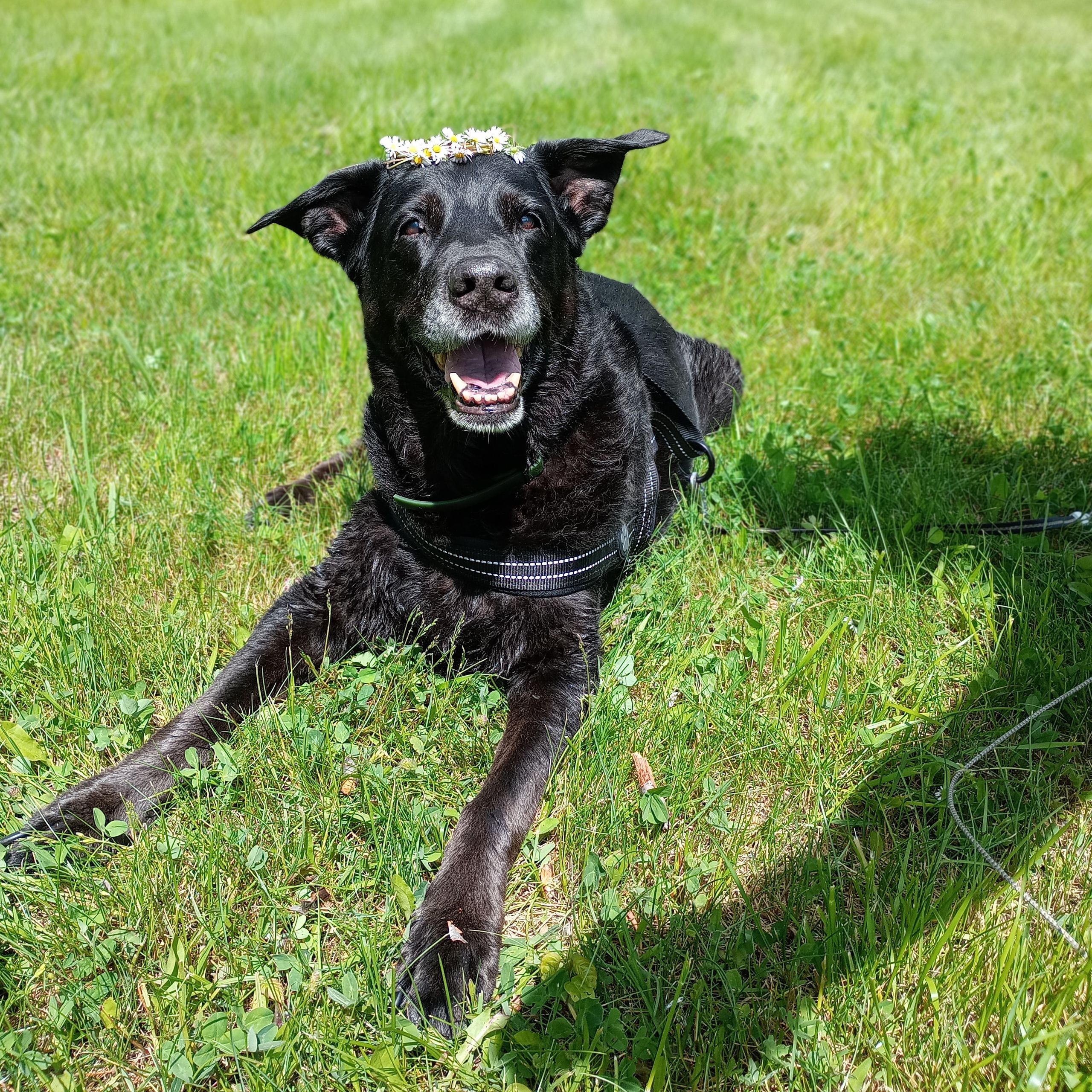 Soutěžní fotografie - Nelly,  Labradorský retriever