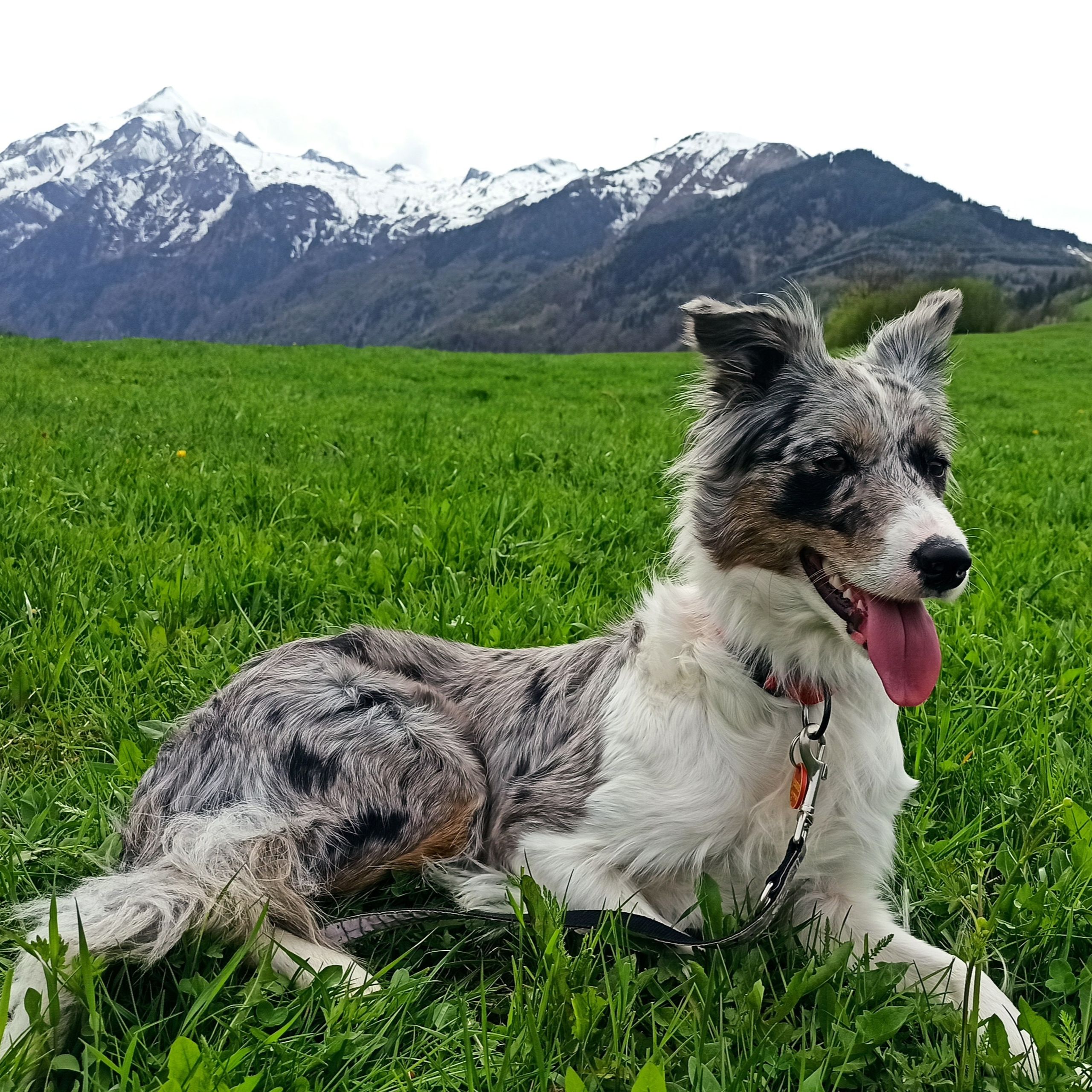 Soutěžní fotografie - Jessie,  Border kolie