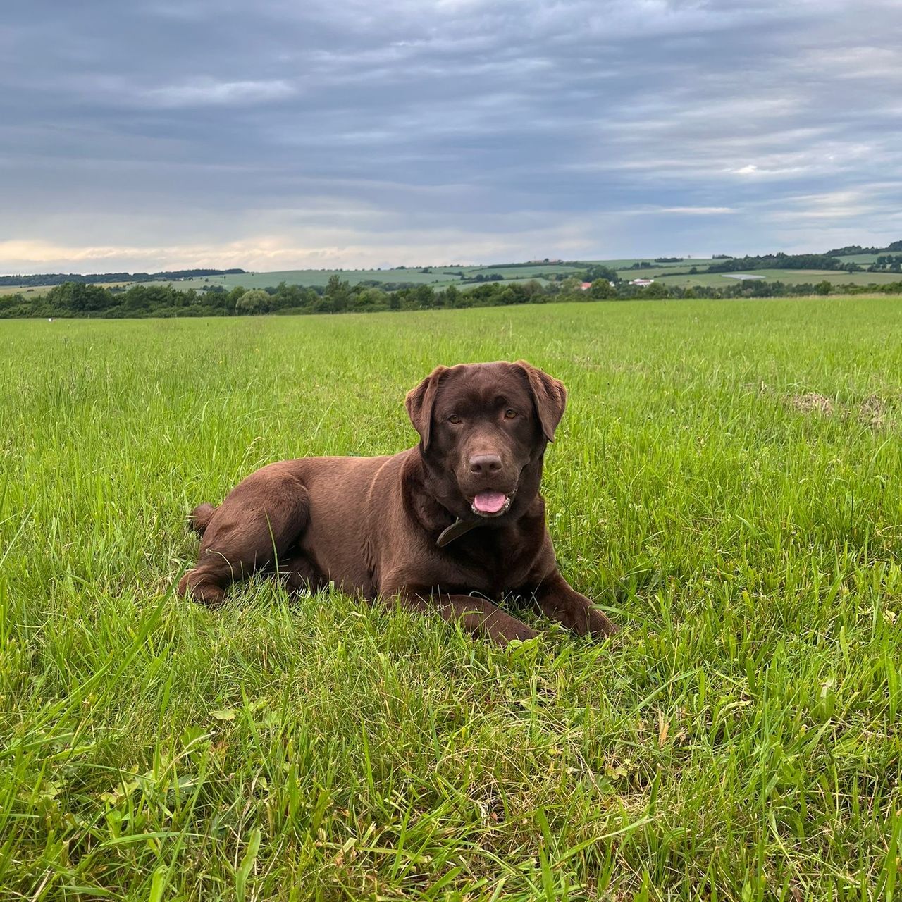 Soutěžní fotografie - Bella,  Labradorský retriever