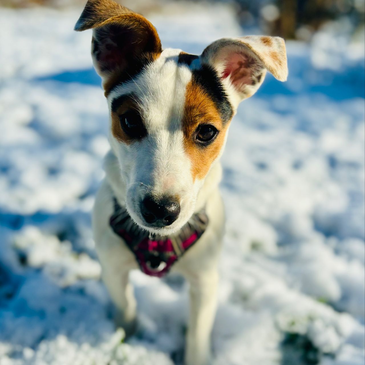 Soutěžní fotografie - Topinka,  Jack Russell Teriér
