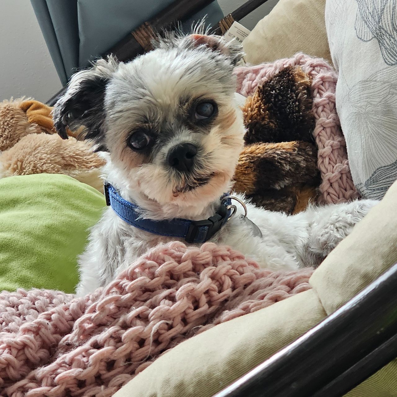 Soutěžní fotografie - Ax,  Shih-tzu