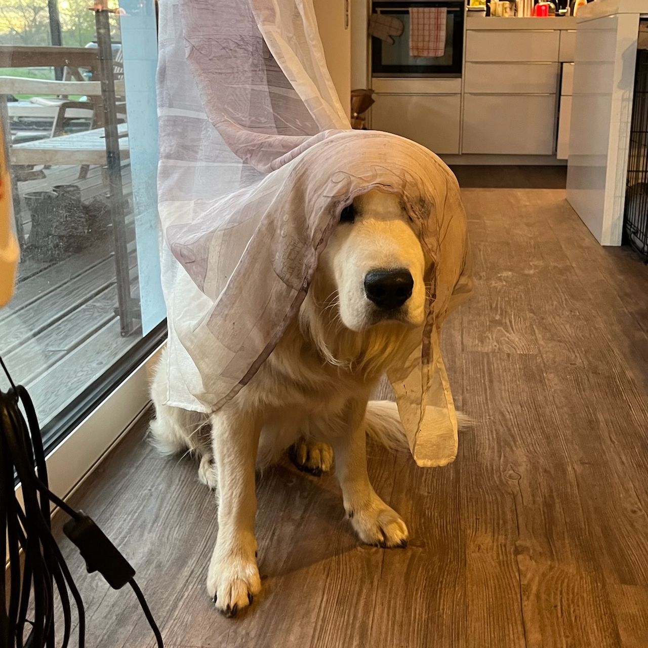 Soutěžní fotografie - Buzz,  Zlatý retriever