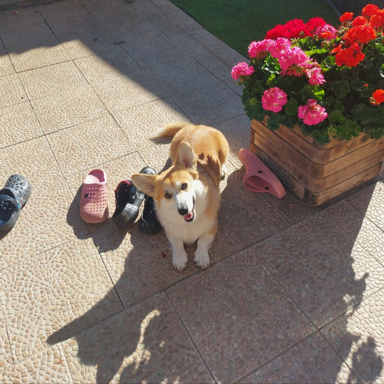 Soutěžní fotografie - Dack,  Welsh Corgi Pembroke