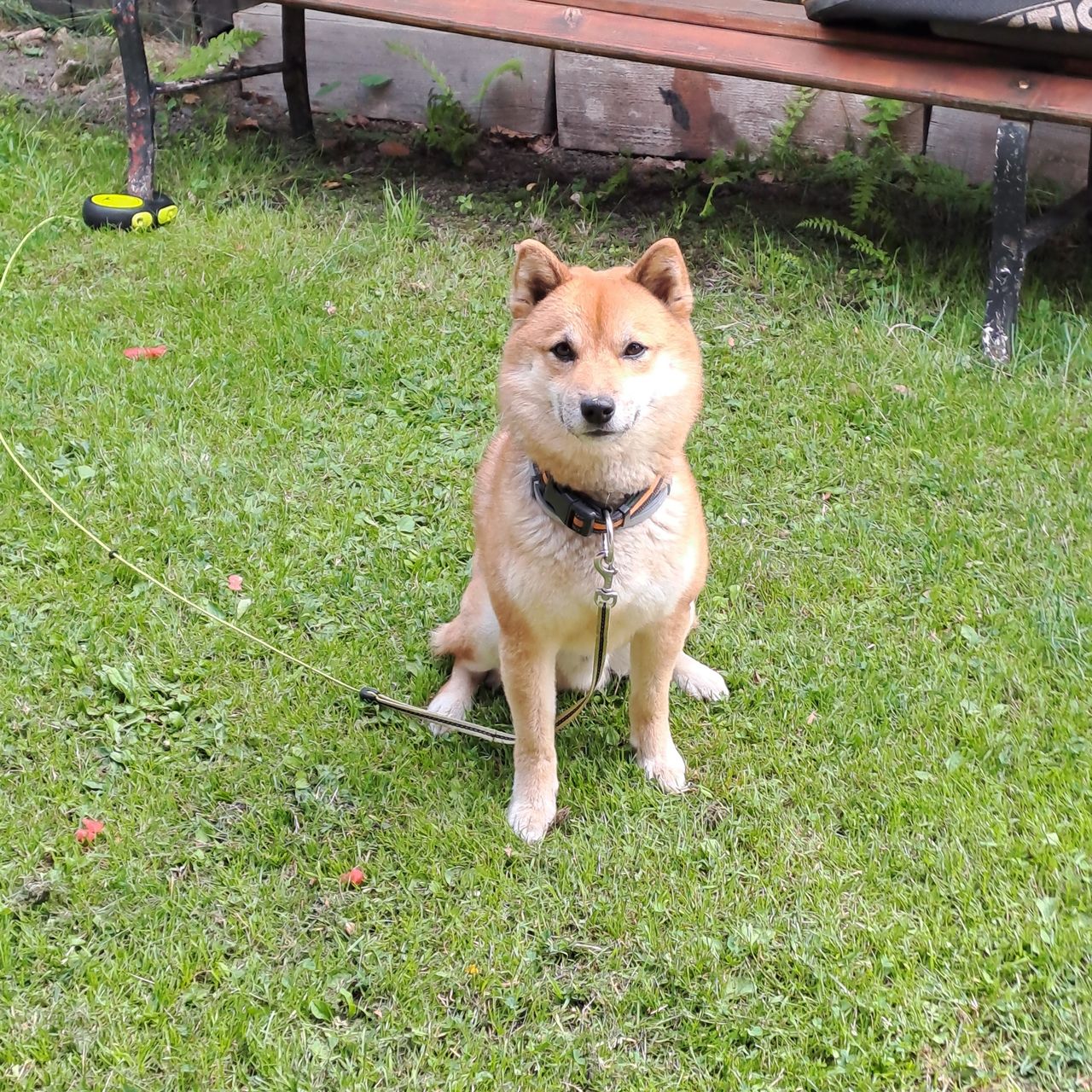 Soutěžní fotografie - Nori,  Shiba