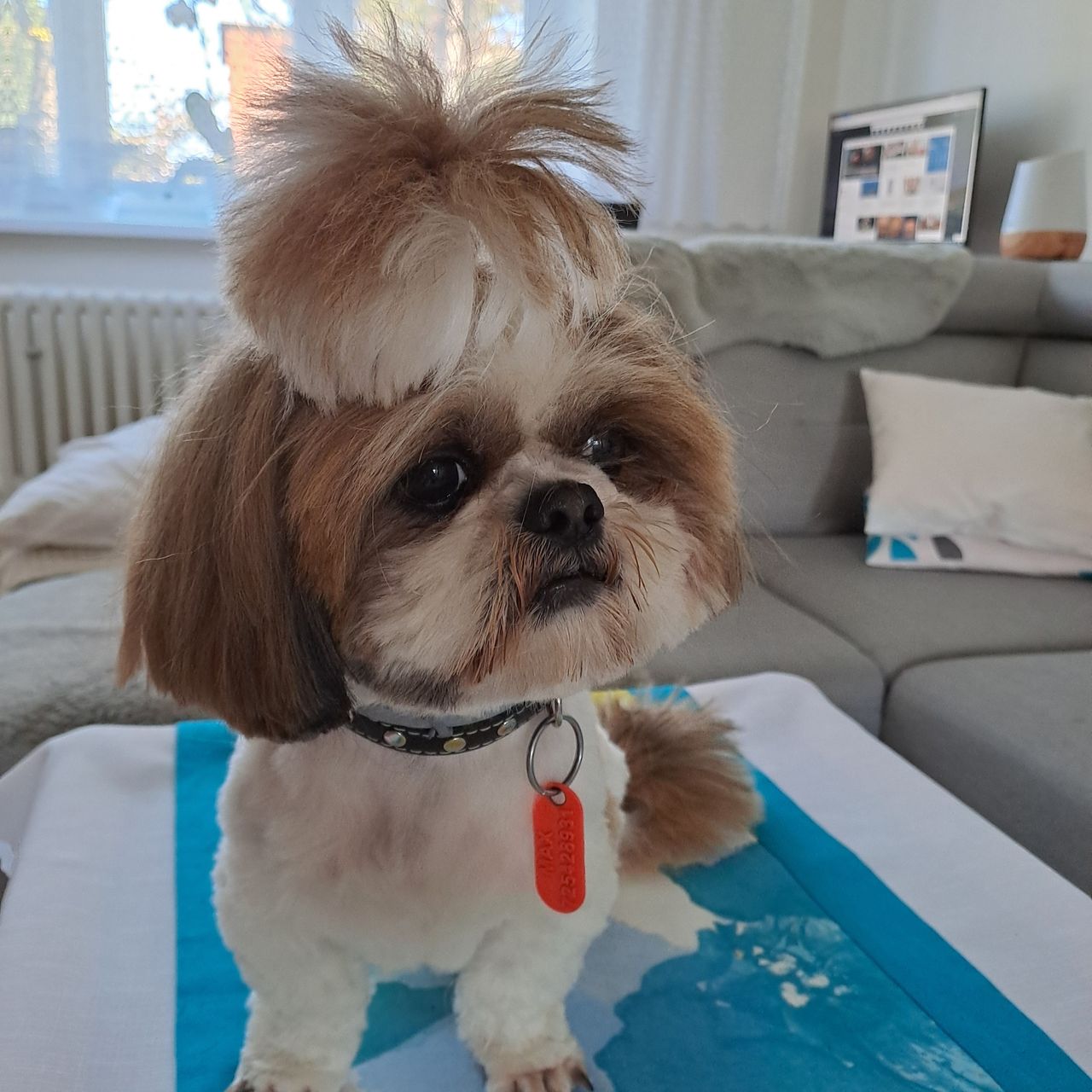 Soutěžní fotografie - Maxík,  Shih-tzu