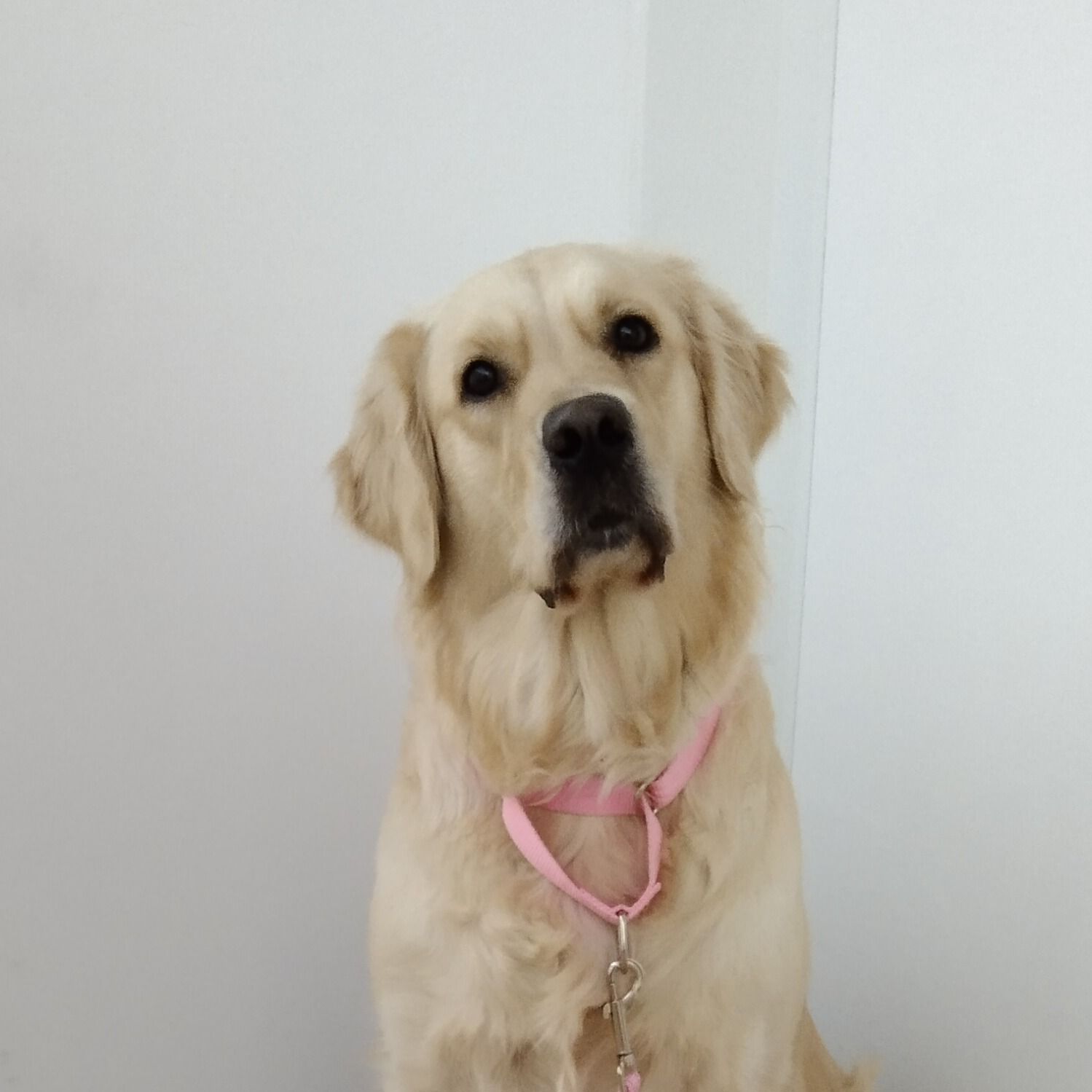 Soutěžní fotografie - Bella,  Zlatý retriever