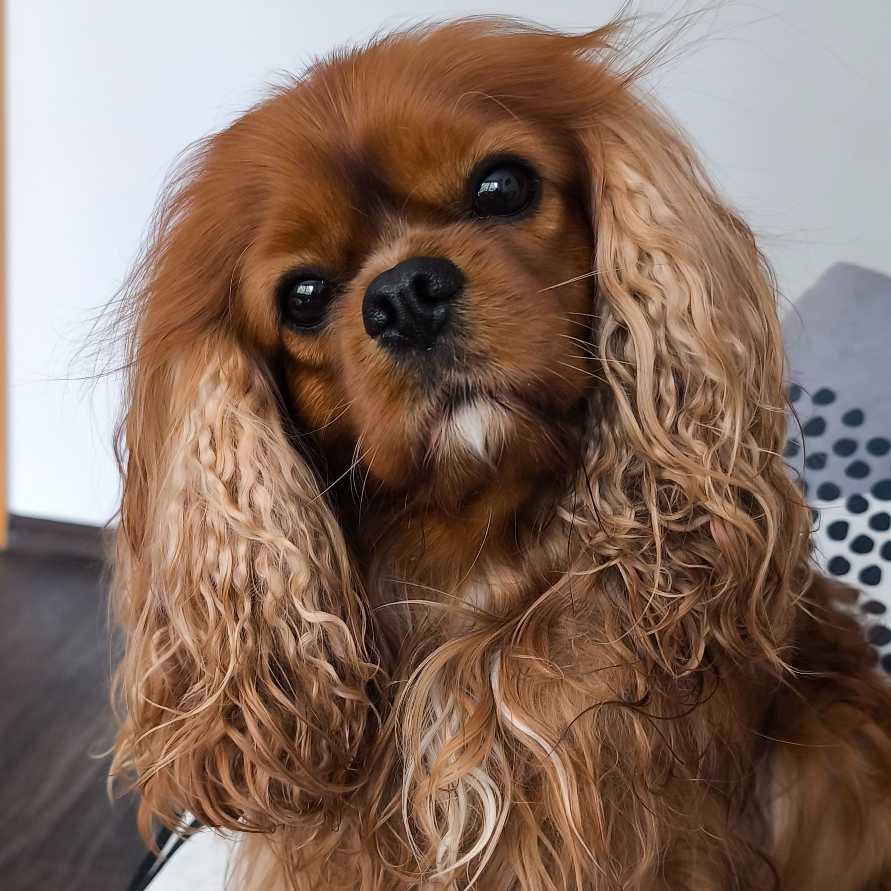 Soutěžní fotografie - Frodo,  Kavalír King Charles španěl