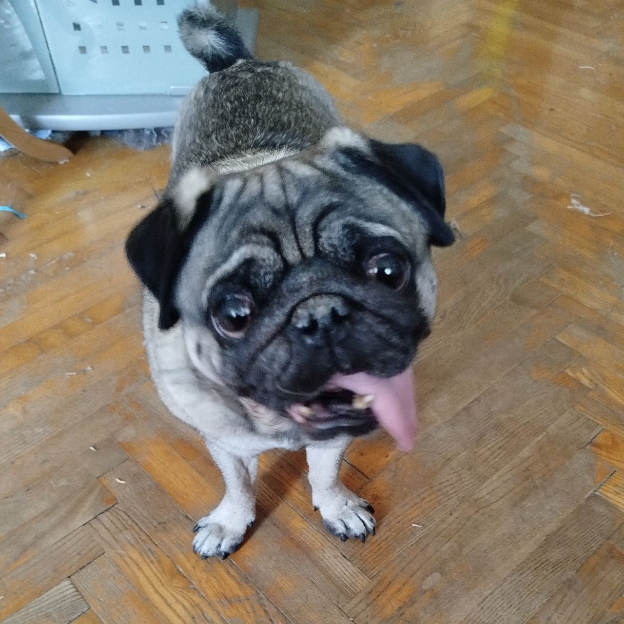 Soutěžní fotografie - Biggie,  Mops