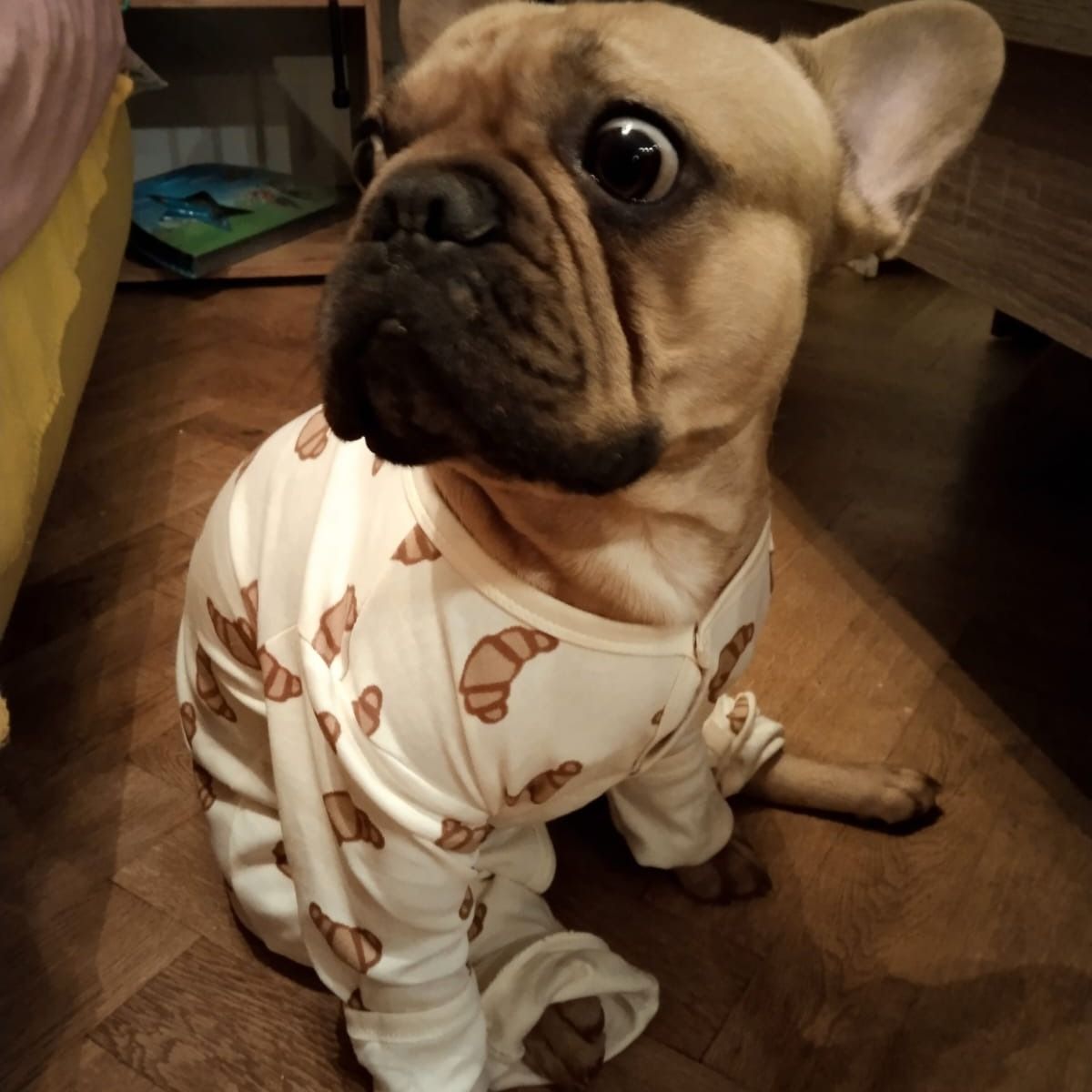 Soutěžní fotografie - Rocky,  Francouzský buldoček