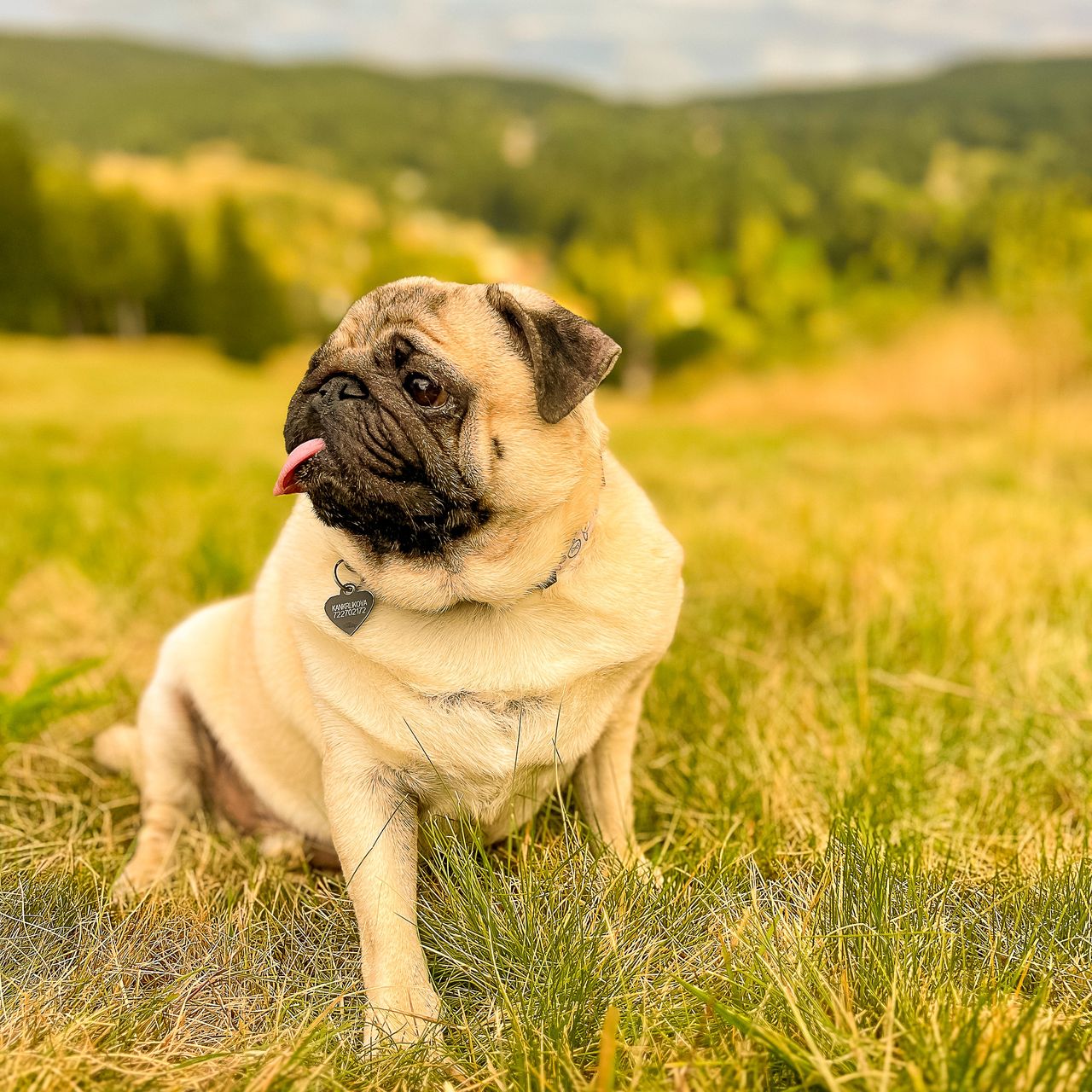 Soutěžní fotografie - Benjamín,  Mops