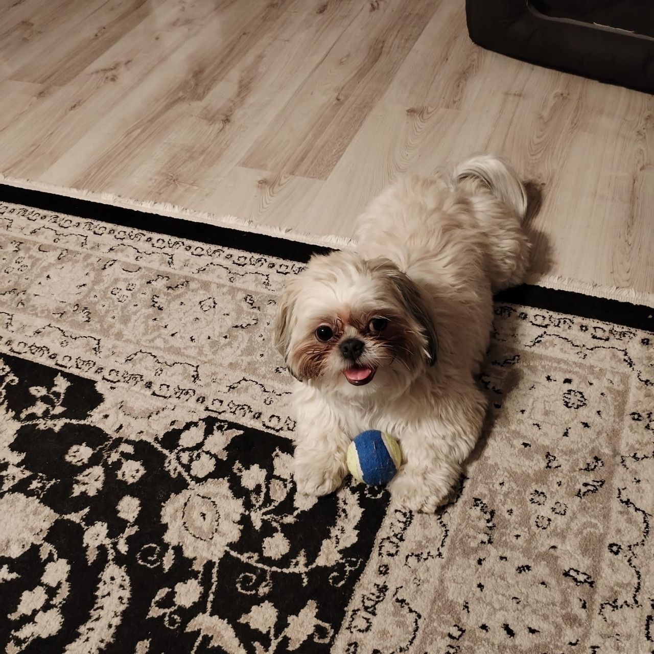 Soutěžní fotografie - Sisi,  Shih-tzu