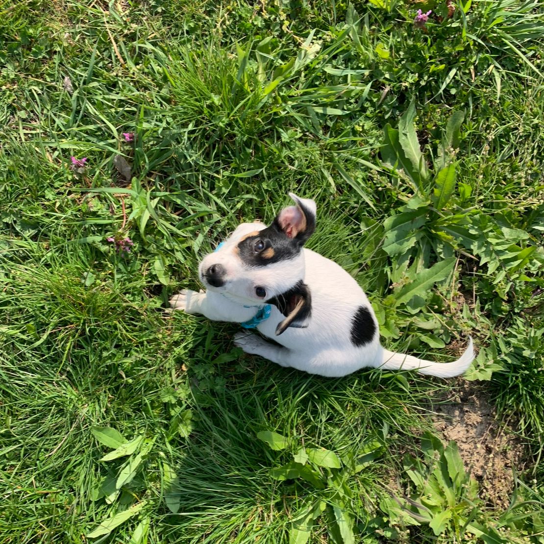 Soutěžní fotografie - Sunny,  Jack Russell Teriér