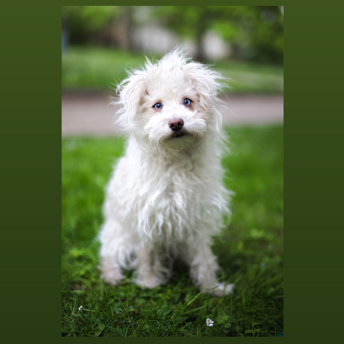 Soutěžní fotografie - Daisy,  Ostatní