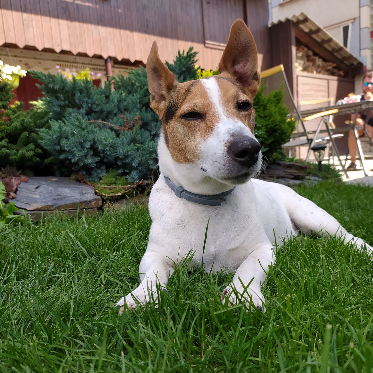 Soutěžní fotografie - Charlie,  Jack Russell Teriér