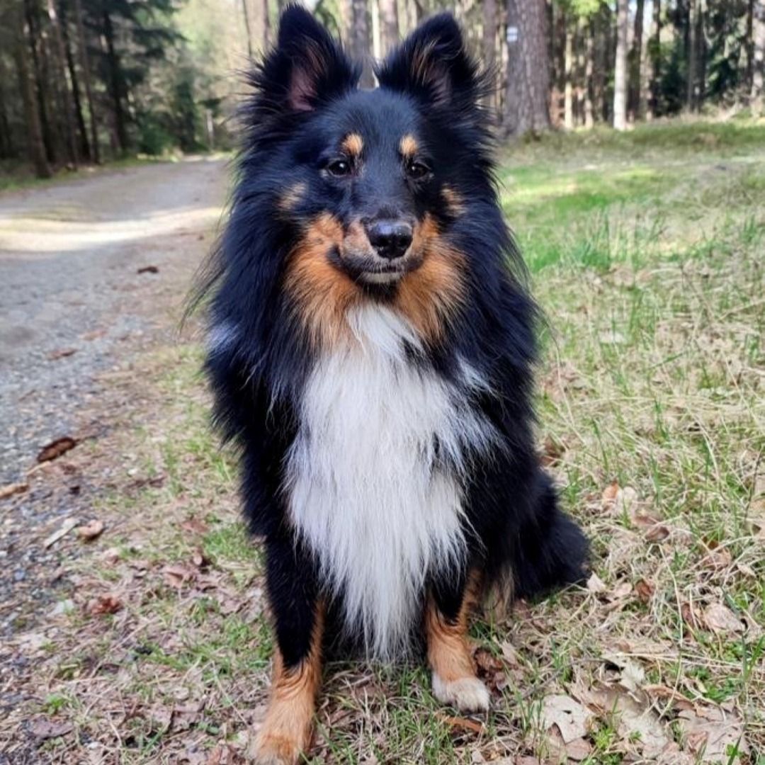 Soutěžní fotografie - Charles,  Sheltie