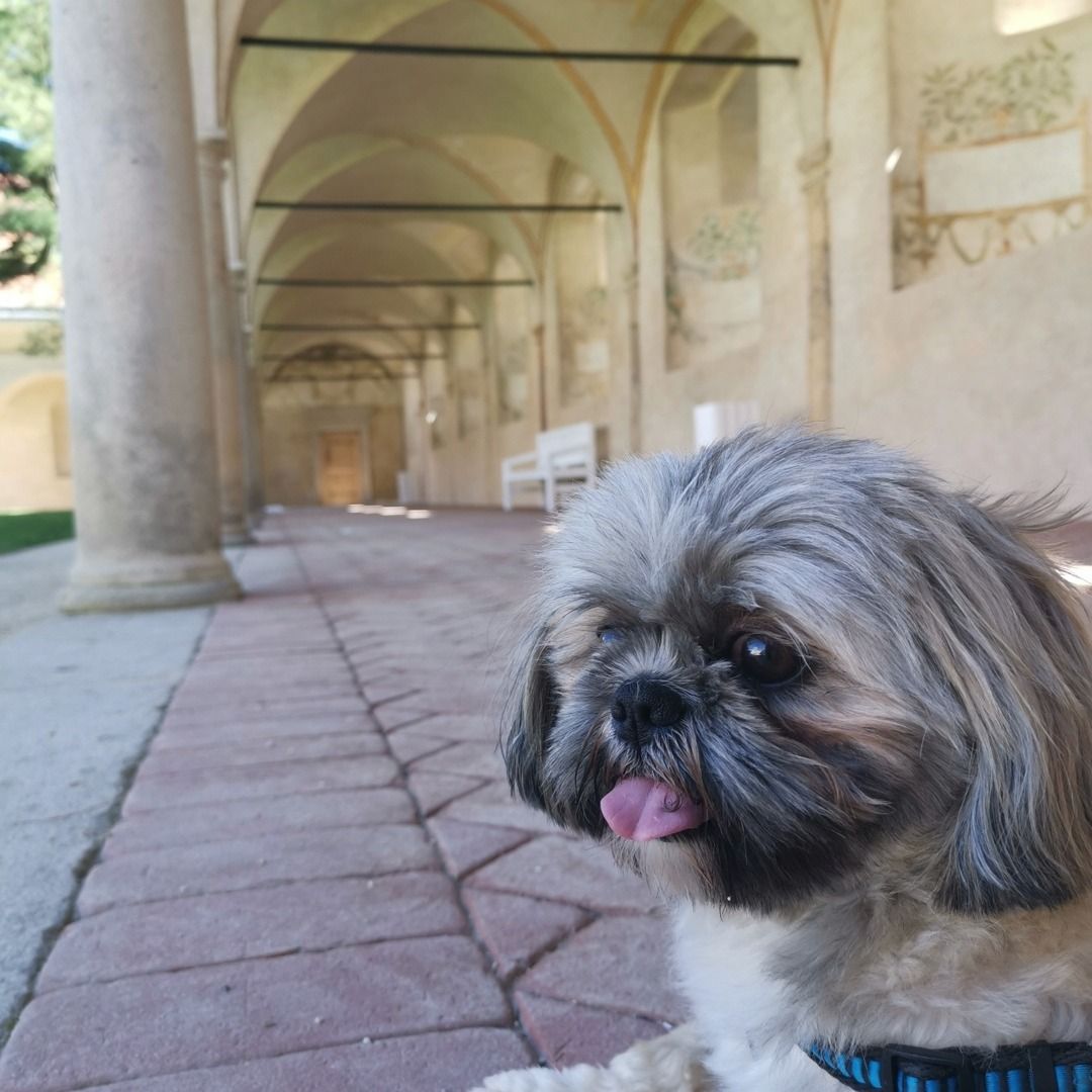 Soutěžní fotografie - Džaj,  Shih-tzu