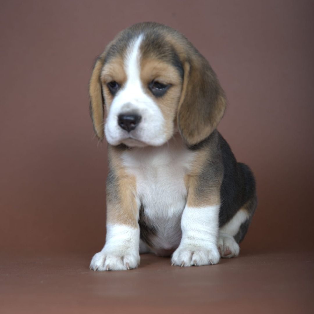 Soutěžní fotografie - Beyli,  Beagle