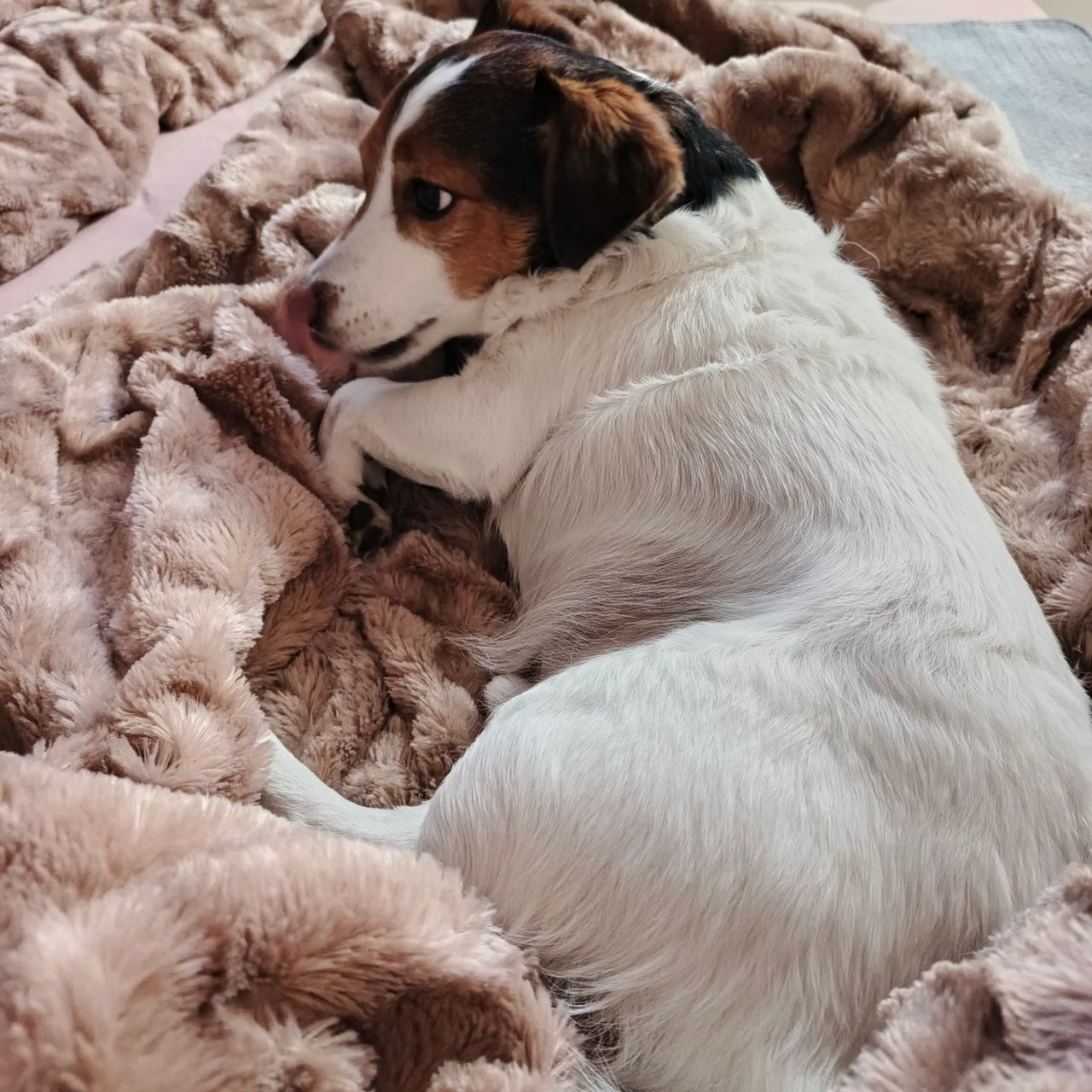 Soutěžní fotografie - Jim,  Jack Russell Teriér