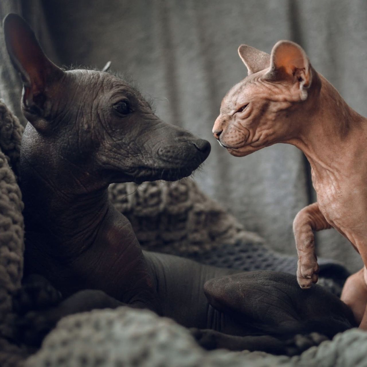 Soutěžní fotografie - Norris,  Peruánský naháč