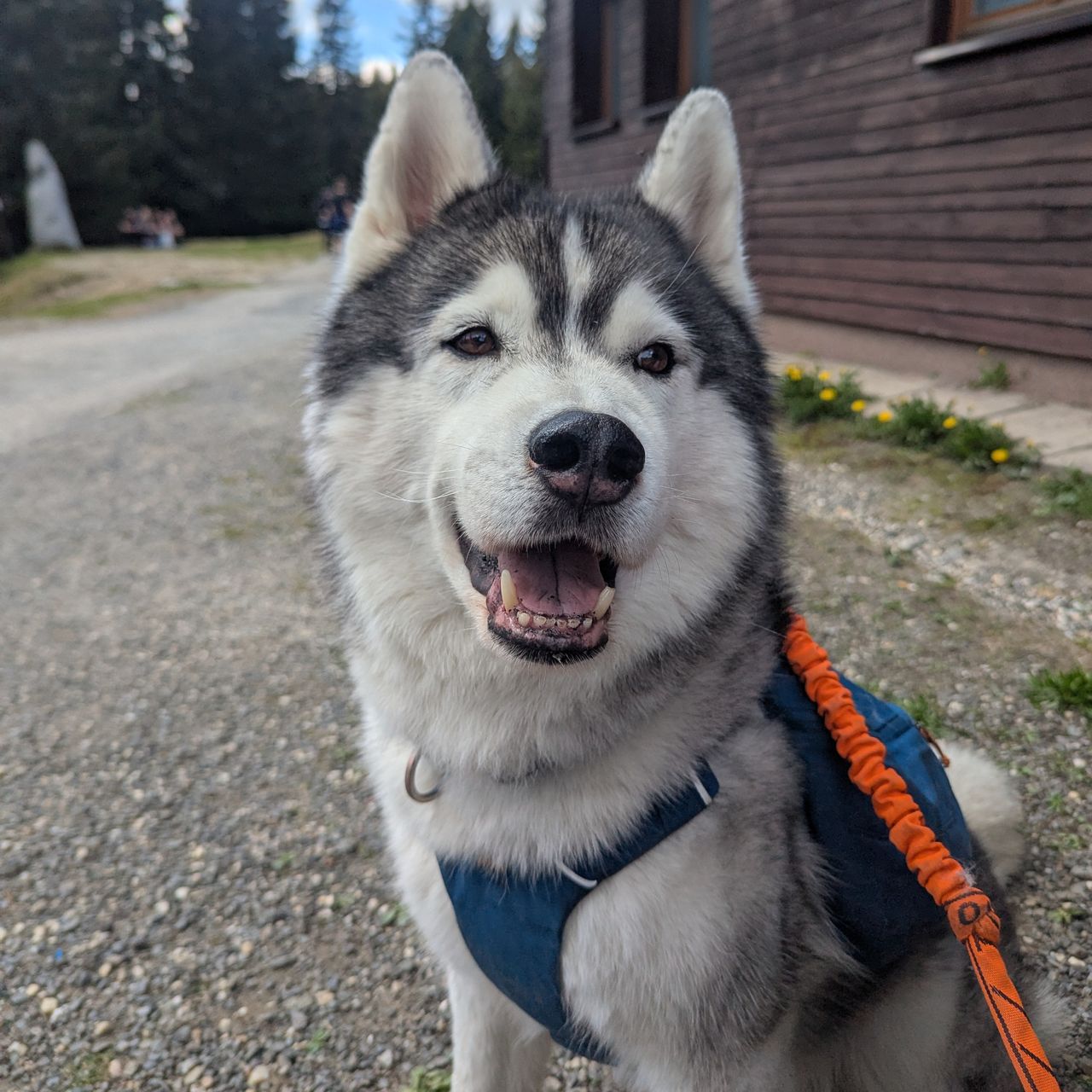 Soutěžní fotografie - Drago,  Sibiřský husky
