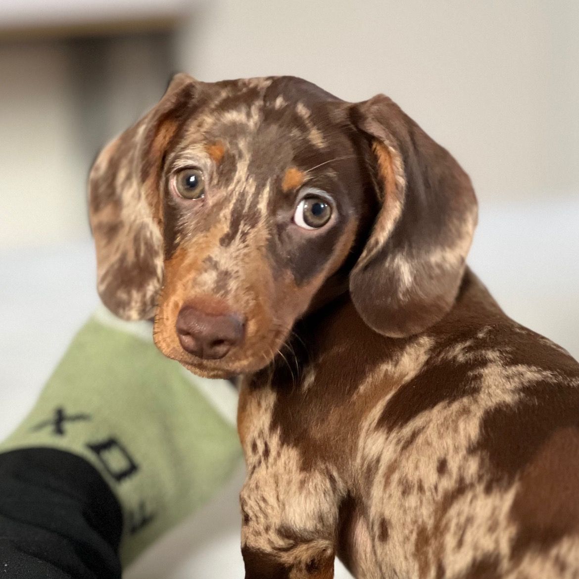 Soutěžní fotografie - Riley,  Jezevčík