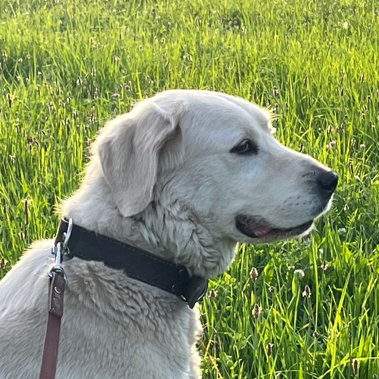 Soutěžní fotografie - Ella,  Labradorský retriever
