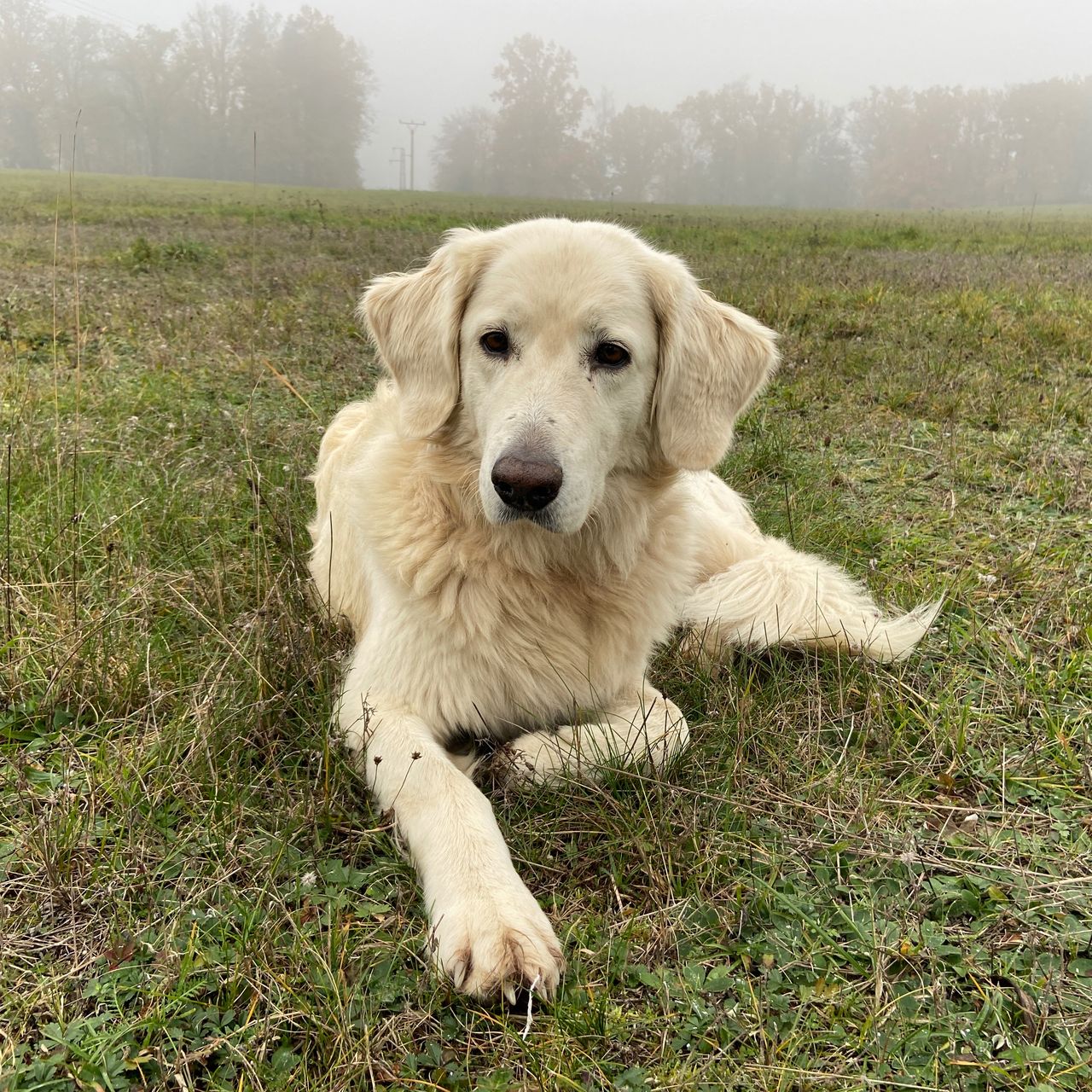 Soutěžní fotografie - Sunny,  Zlatý retriever